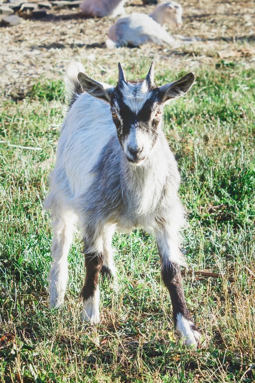 Medny Dvor Farm Stay Medna Εξωτερικό φωτογραφία